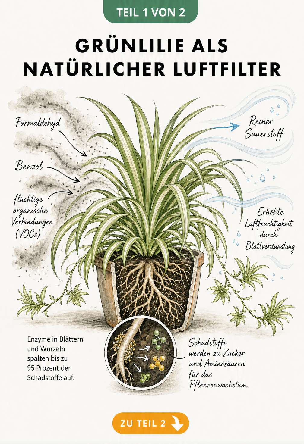 Botanische Illustration einer Grünlilie im Pflanztopf, die zeigt, wie Blätter und Wurzeln Schadstoffe wie Formaldehyd und Benzol filtern und in Sauerstoff...