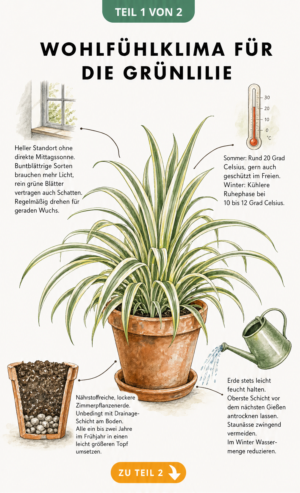 Botanische Illustration einer Grünlilie im Terrakottatopf mit Pflegetipps zu Standort, Temperatur, Erde und Gießen
