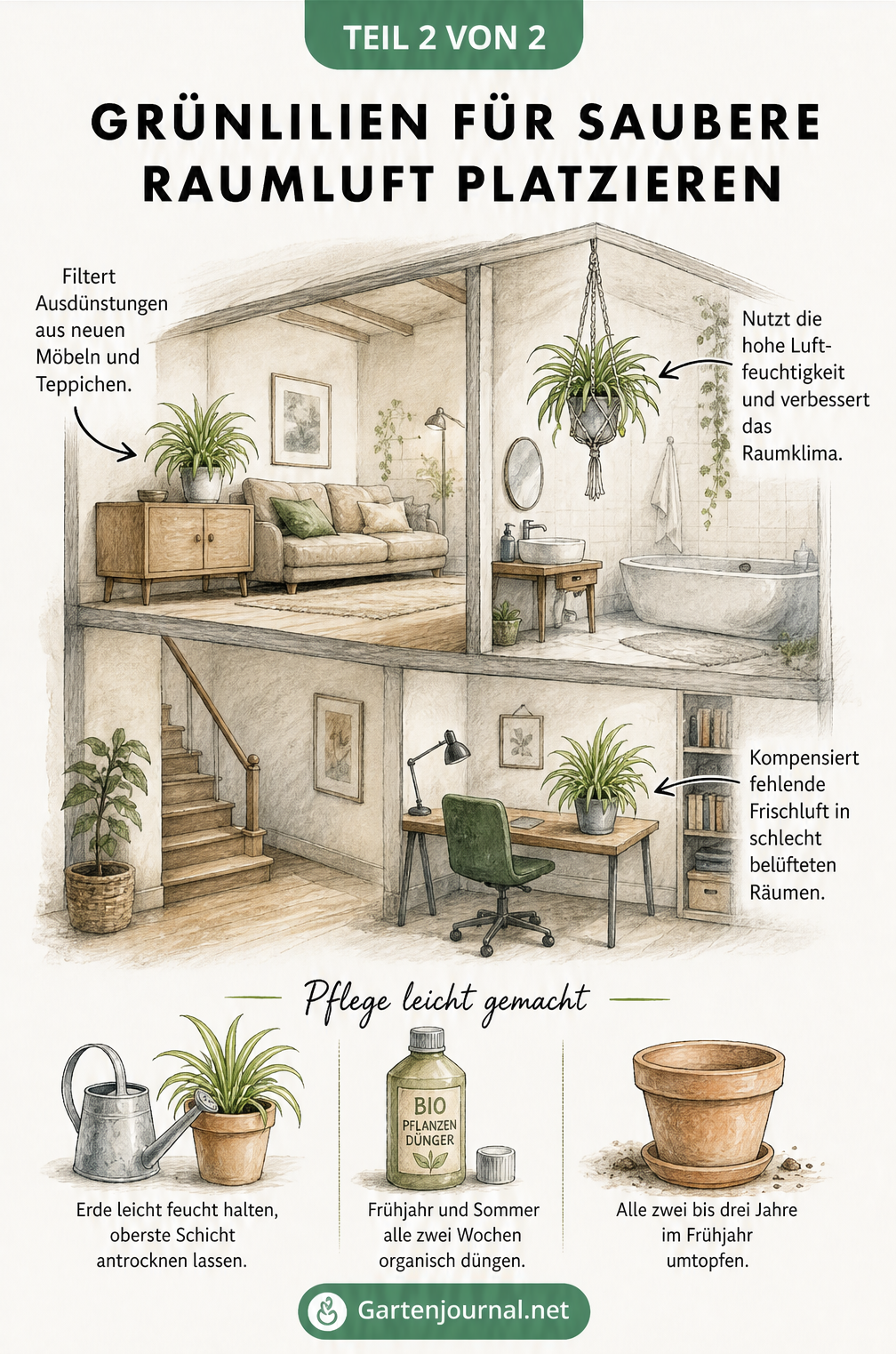 Illustration einer Wohnung über zwei Etagen, die ideale Standorte für Grünlilien in Wohnzimmer, Badezimmer und fensterlosem Flur zeigt, inklusive Pflegetipps.