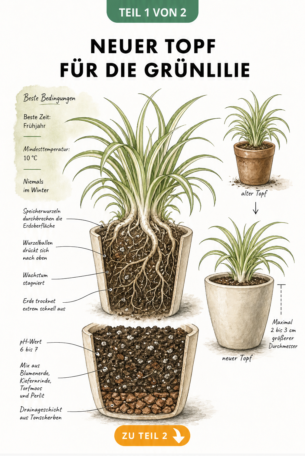 Botanische Illustration einer Grünlilie im Topf mit Hinweisen zu Umtopf-Signalen, idealer Zeit und Topfgröße