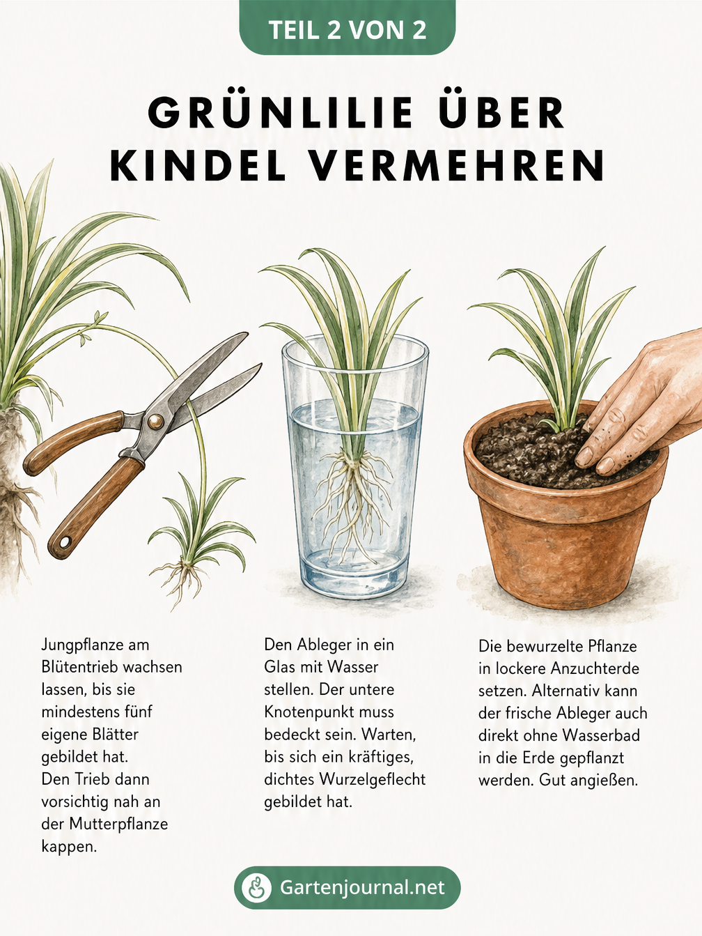 Aquarell-Illustration zur Vermehrung der Grünlilie: Kindel am Blütentrieb abschneiden, im Wasserglas bewurzeln und in Anzuchterde pflanzen