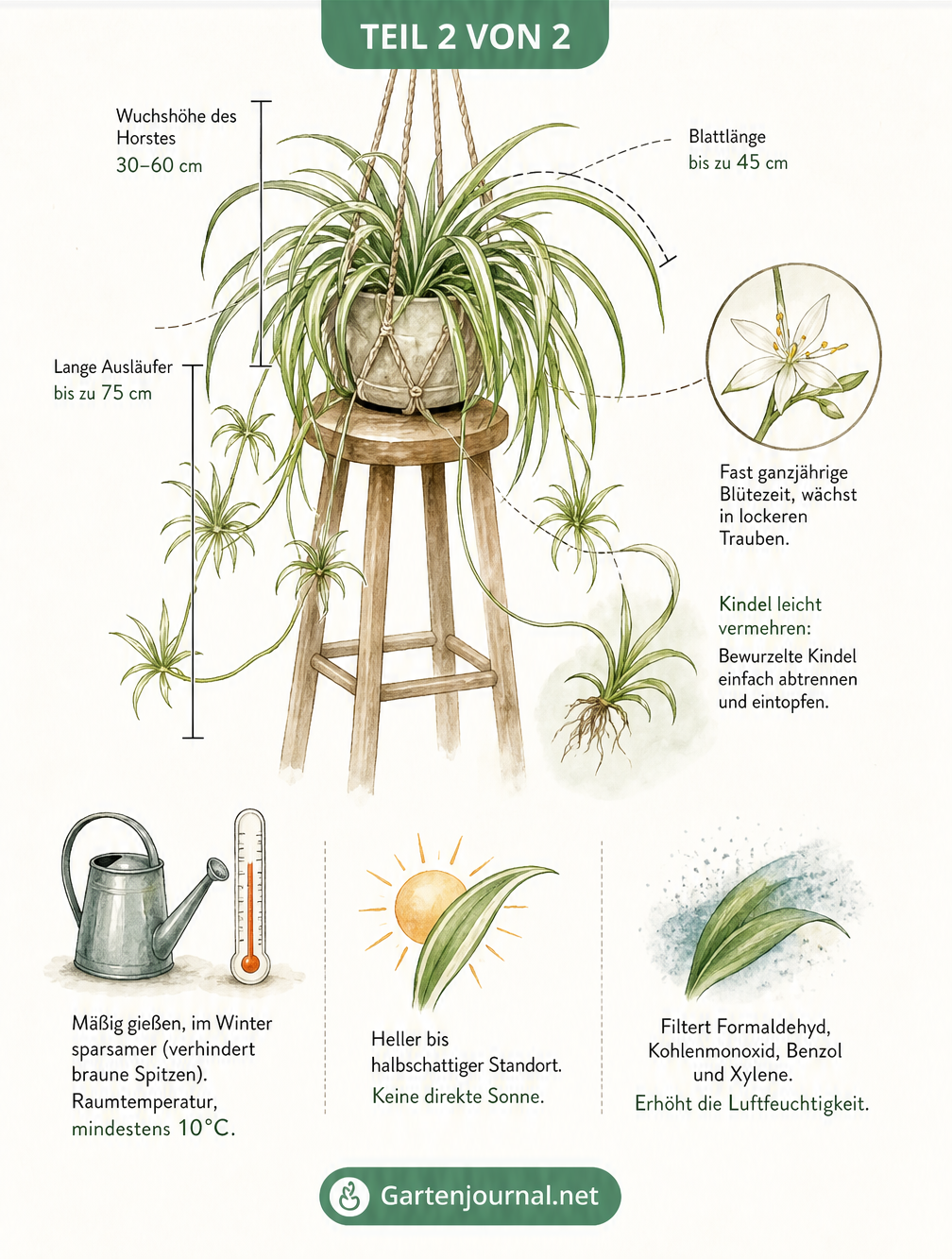 Illustration einer Grünlilie in einer Makramee-Ampel mit Details zu Wuchs, Blüte, Pflege und luftreinigender Wirkung