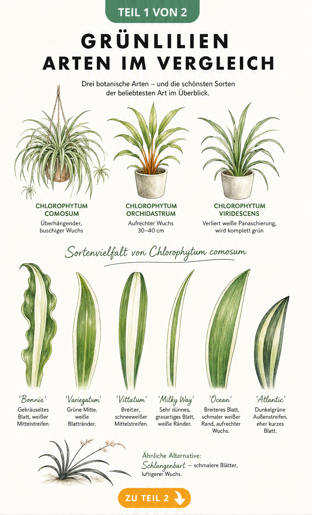 Botanische Illustration von drei Grünlilien-Arten und sechs Blättern verschiedener Sorten von Chlorophytum comosum
