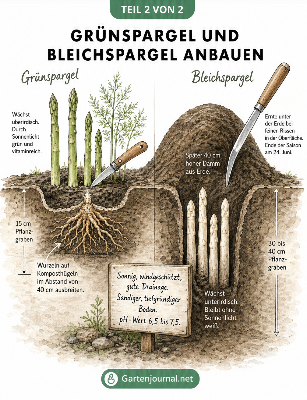 Querschnitt durch das Erdreich: Vergleich des Anbaus von Grünspargel im flachen Graben und Bleichspargel im hohen Erddamm