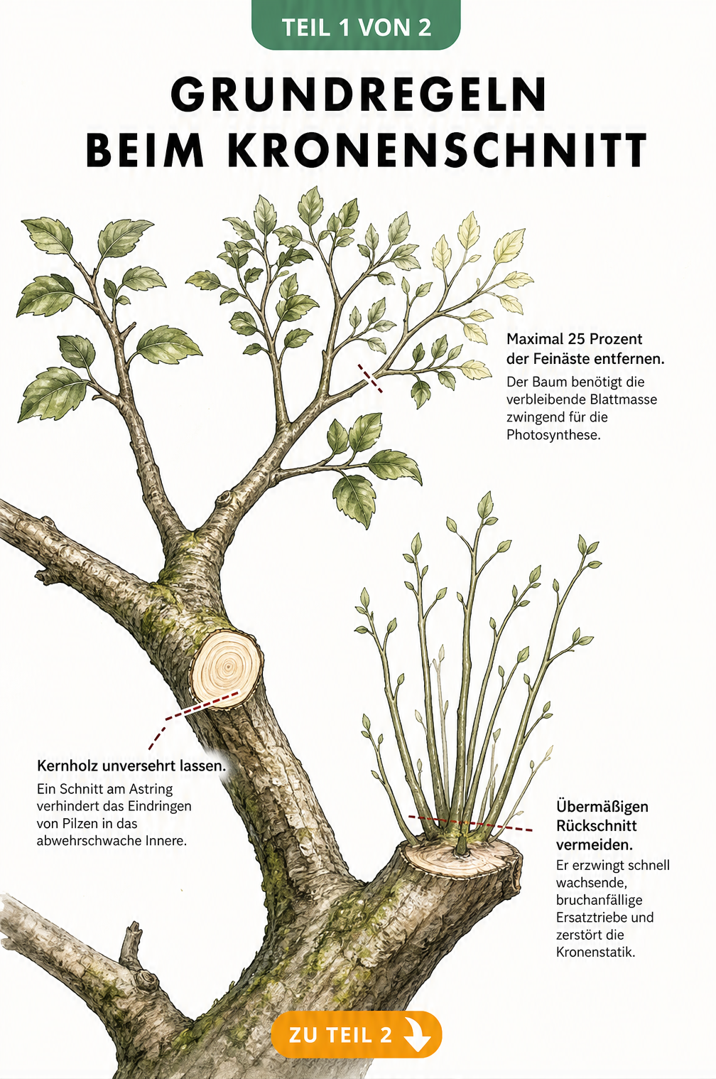 Illustration eines Laubbaumastes mit drei Zweigpartien, die den korrekten Schnitt am Astring, das Entfernen von maximal 25 Prozent der Feinäste und die...