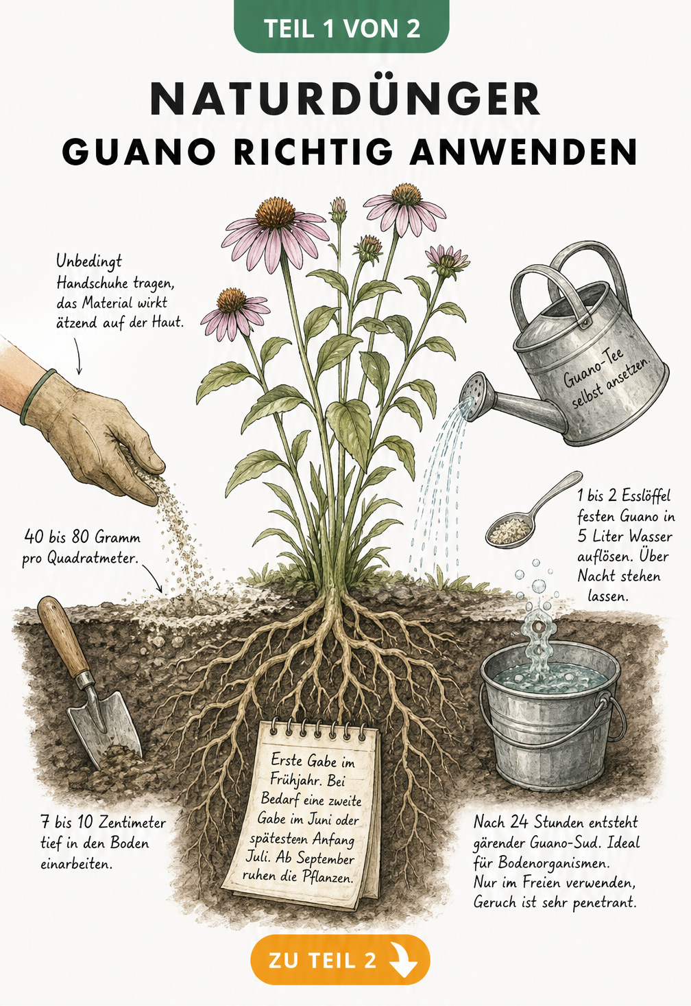 Botanische Illustration einer Gartenpflanze mit Wurzelwerk, die die richtige Anwendung von Guano-Dünger als Feststoff und Flüssigdünger zeigt.