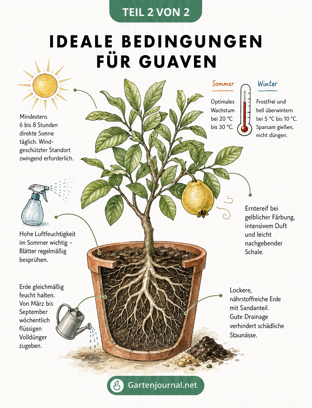 Illustration einer Guavenpflanze im Kübel mit Hinweisen zu Standort, Pflege, Temperatur und Ernte