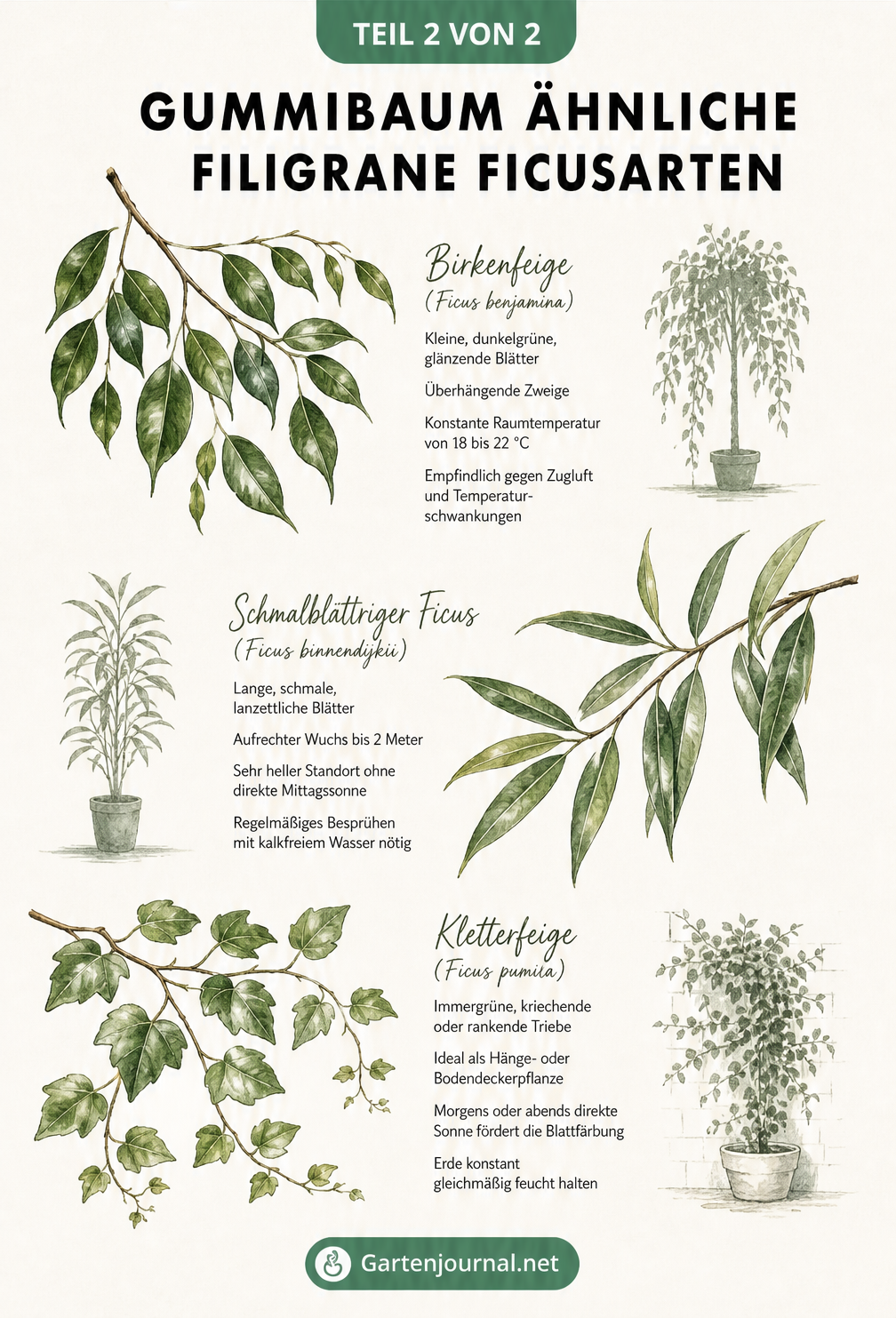Botanische Zeichnung von drei filigranen Ficusarten: Birkenfeige, Schmalblättriger Ficus und Kletterfeige