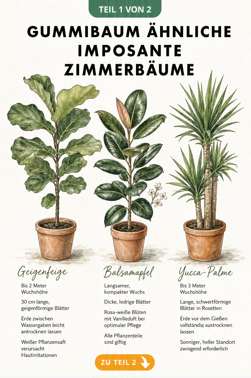 Illustration von drei imposanten Zimmerbäumen: Geigenfeige, Balsamapfel und Yucca-Palme im Vergleich