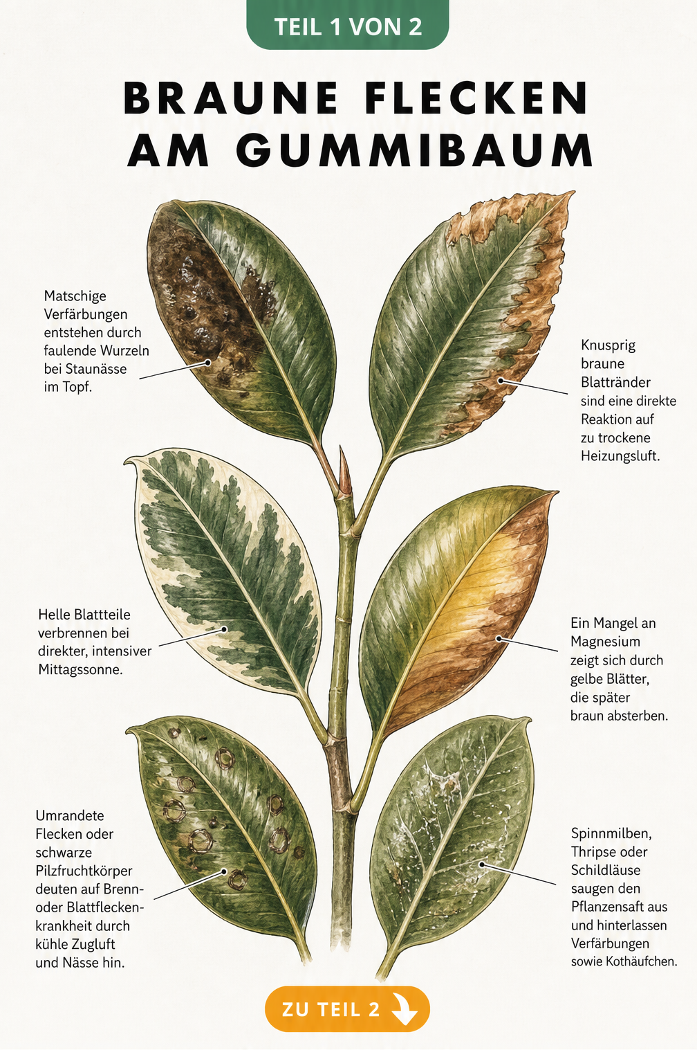 Botanische Illustration eines Gummibaum-Zweigs mit sechs Blättern, die verschiedene Schadbilder wie braune Flecken, vertrocknete Ränder und gelbe Verfärbungen...