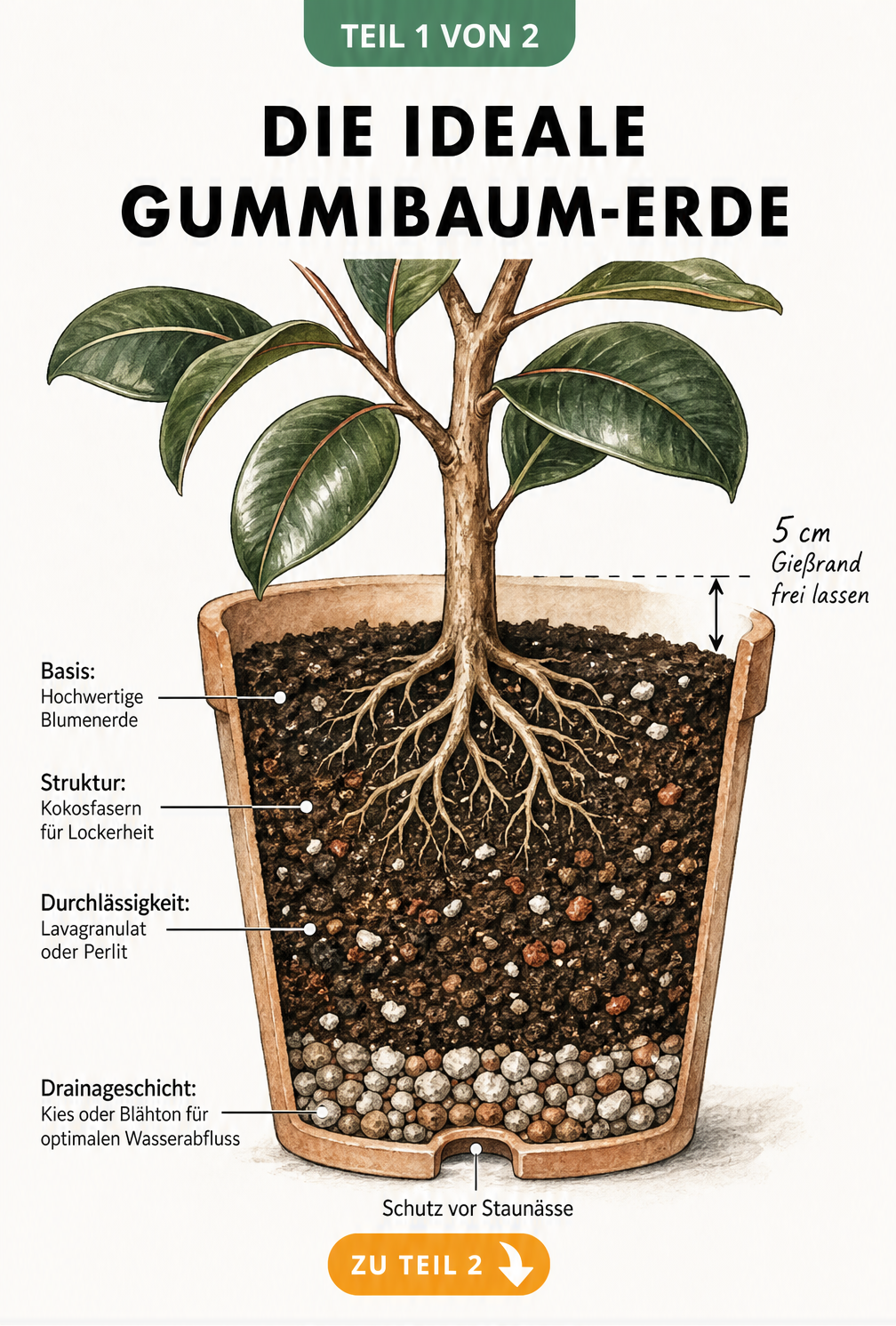 Schnittbild eines Pflanztopfes mit Gummibaum, das den idealen Aufbau der Erde mit Drainageschicht, Substrat und Gießrand zeigt.