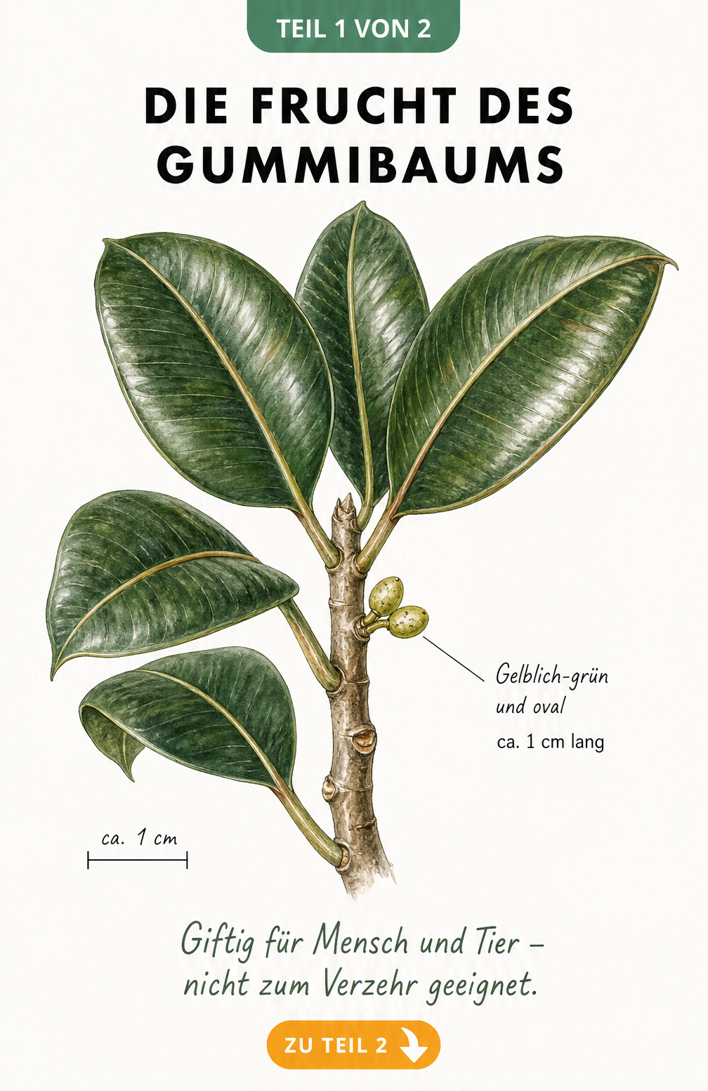 Botanische Illustration eines Gummibaum-Zweigs mit kleinen, gelblich-grünen Früchten und dem Hinweis auf deren Giftigkeit.