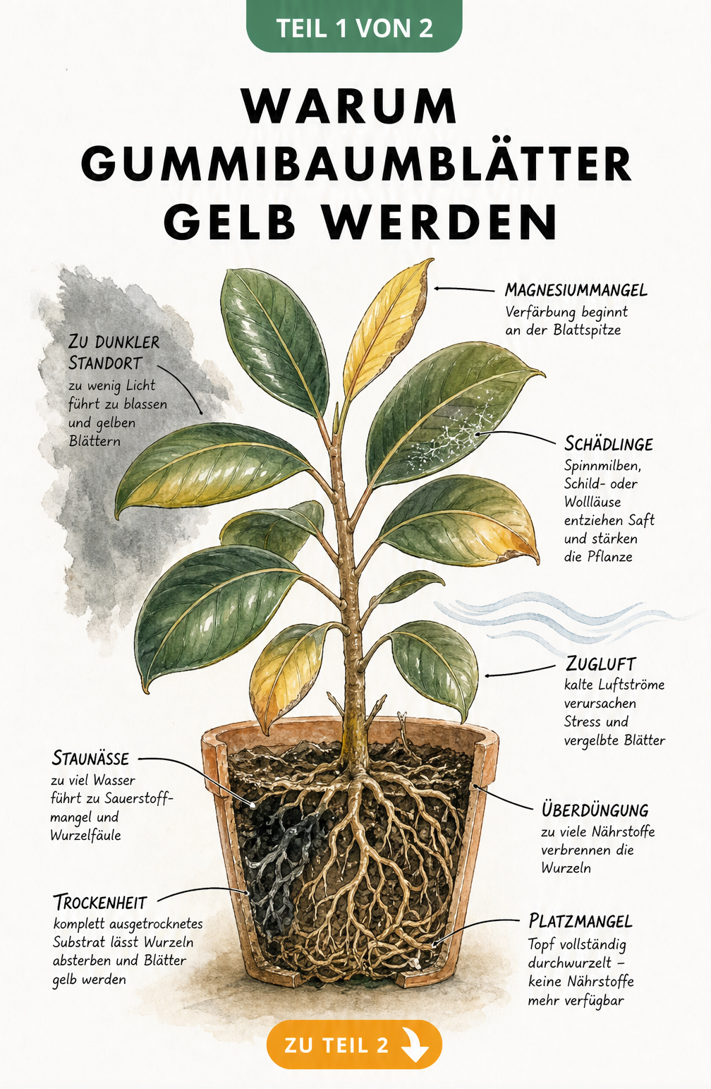 Querschnitt eines Gummibaums mit gelben Blättern, der Ursachen wie Staunässe, Trockenheit, Platzmangel, Lichtmangel und Schädlinge zeigt