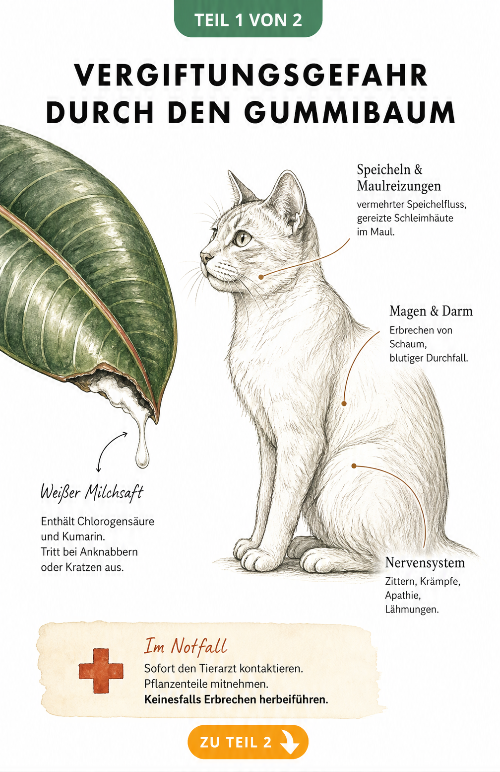 Illustration eines Gummibaumblattes mit austretendem Milchsaft und einer Katze, die Symptome einer Vergiftung zeigt.