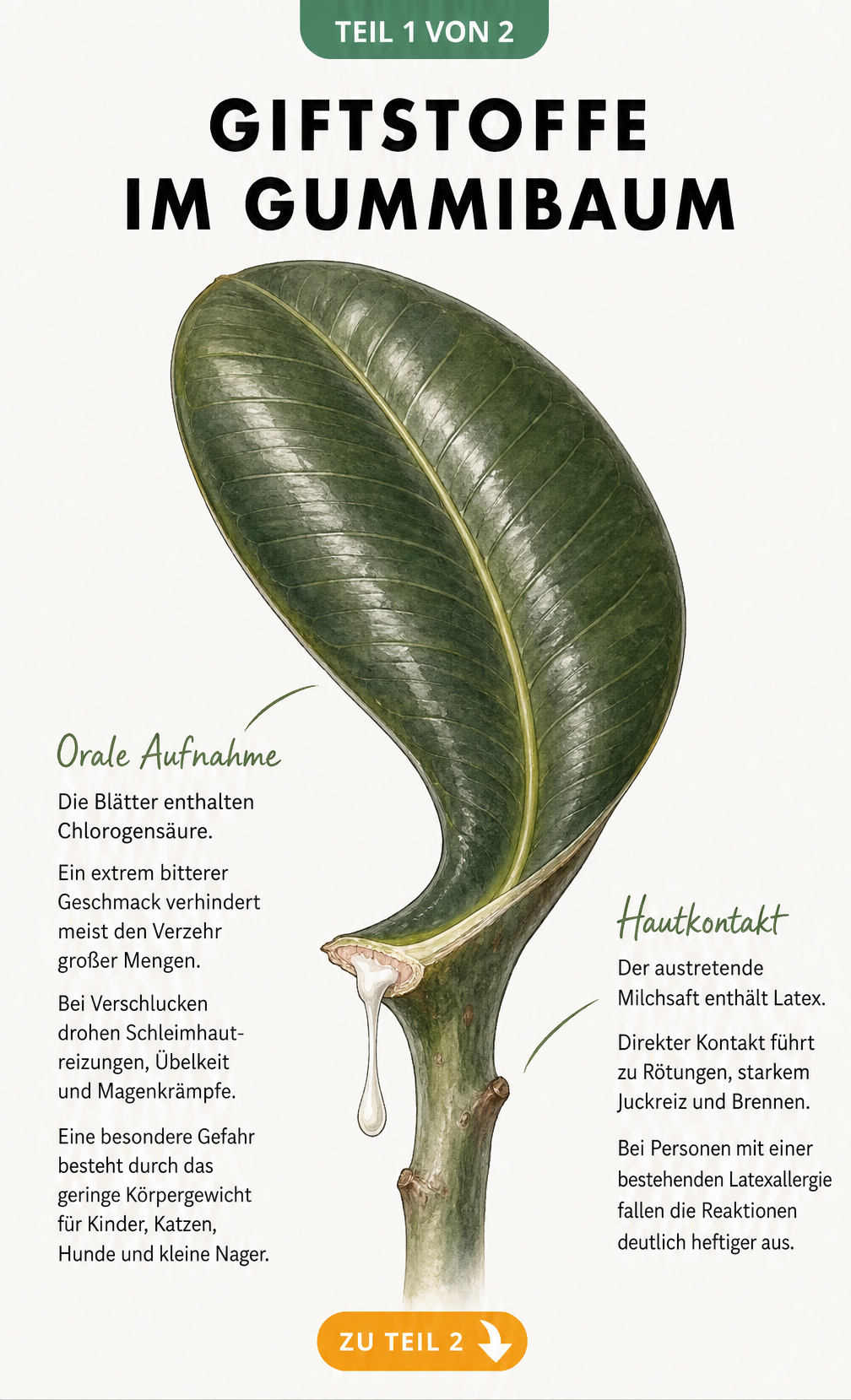 Botanische Illustration eines angeschnittenen Gummibaum-Blattes mit austretendem Milchsaft und Erklärungen zu Giftstoffen bei oraler Aufnahme und Hautkontakt.