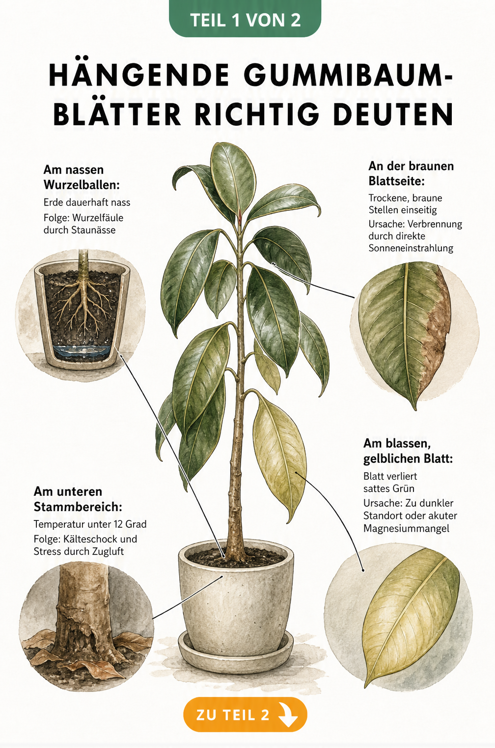 Botanische Illustration eines Gummibaums mit hängenden Blättern und Detailzeichnungen zu Wurzelfäule, Sonnenbrand, Lichtmangel und Kälteschock