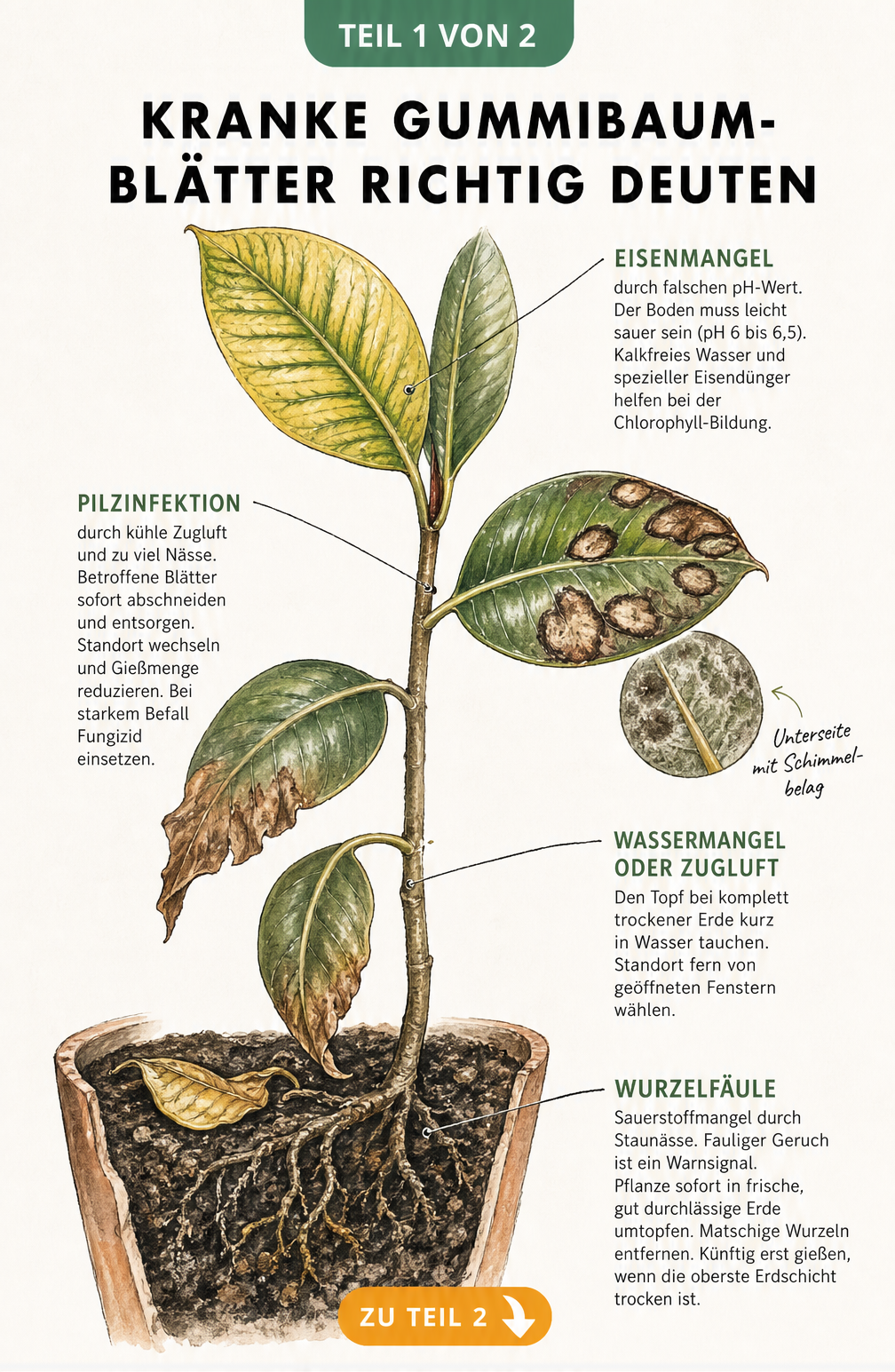 Illustration eines Gummibaums mit verschiedenen Schadbildern an den Blättern wie Chlorose, Brennfleckenkrankheit und Trockenheit sowie Wurzelfäule im Topf.