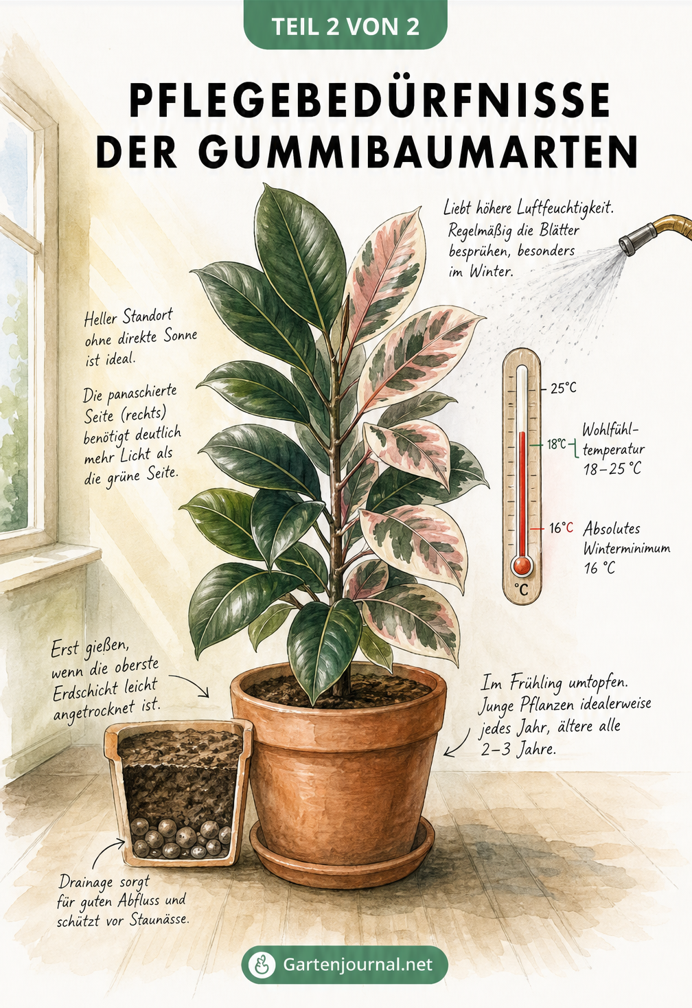 Illustration eines Gummibaums im Topf mit Pflegehinweisen zu Licht, Temperatur und Gießen
