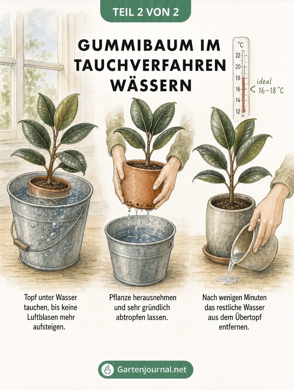 Illustration in drei Schritten, die zeigt, wie ein Gummibaum im Tauchverfahren gewässert wird: Topf untertauchen, abtropfen lassen und Restwasser entfernen.