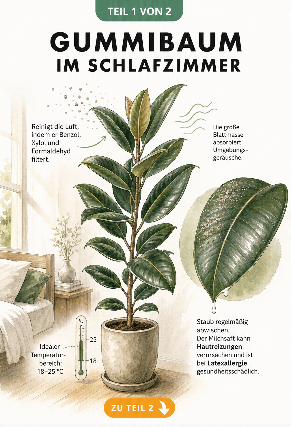 Illustration eines Gummibaums im Schlafzimmer, die zeigt, wie die Pflanze Schadstoffe filtert und Geräusche absorbiert, inklusive Warnung vor dem Milchsaft.