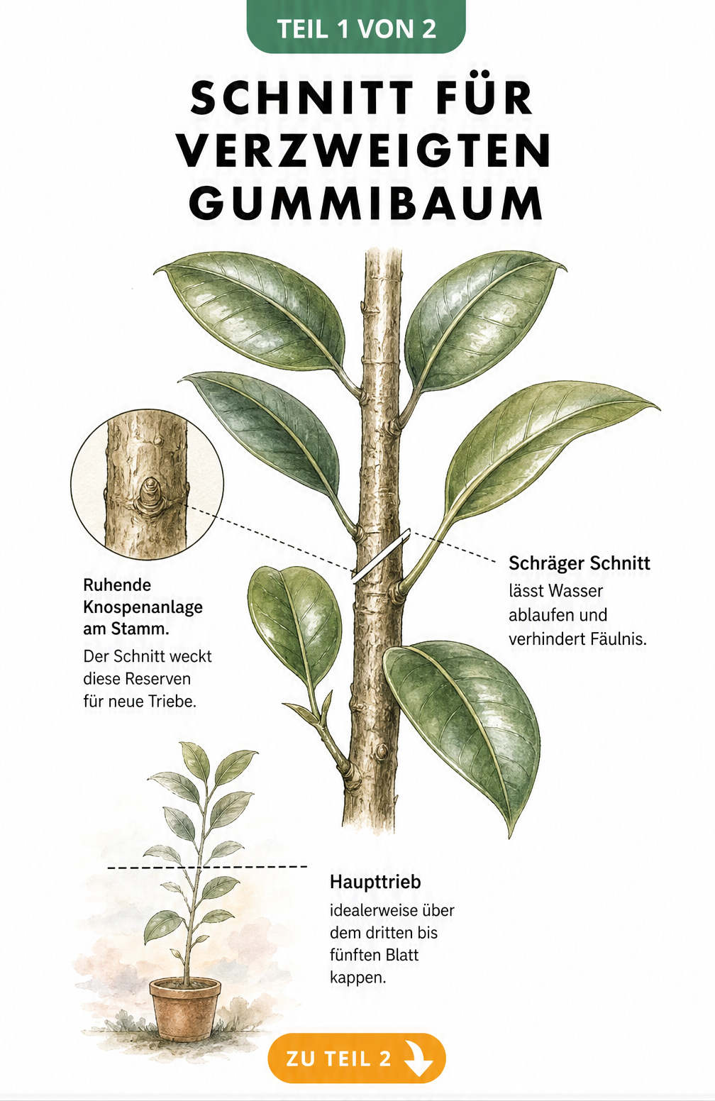 Illustration eines Gummibaum-Stammes mit schlafendem Auge und idealem Schnittverlauf