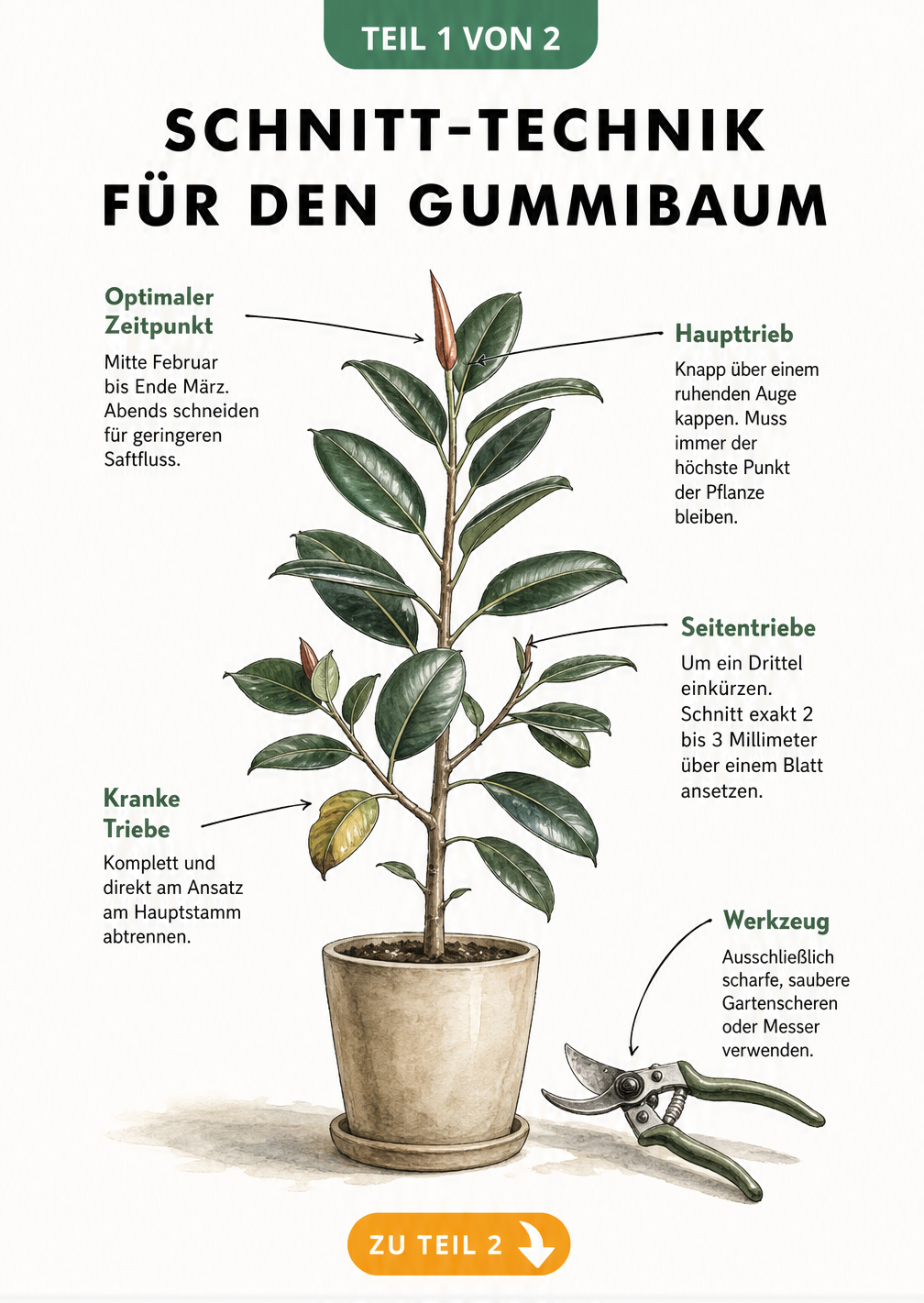 Botanische Illustration eines Gummibaums mit Markierungen für den optimalen Schnitt von Haupttrieb und Seitentrieben