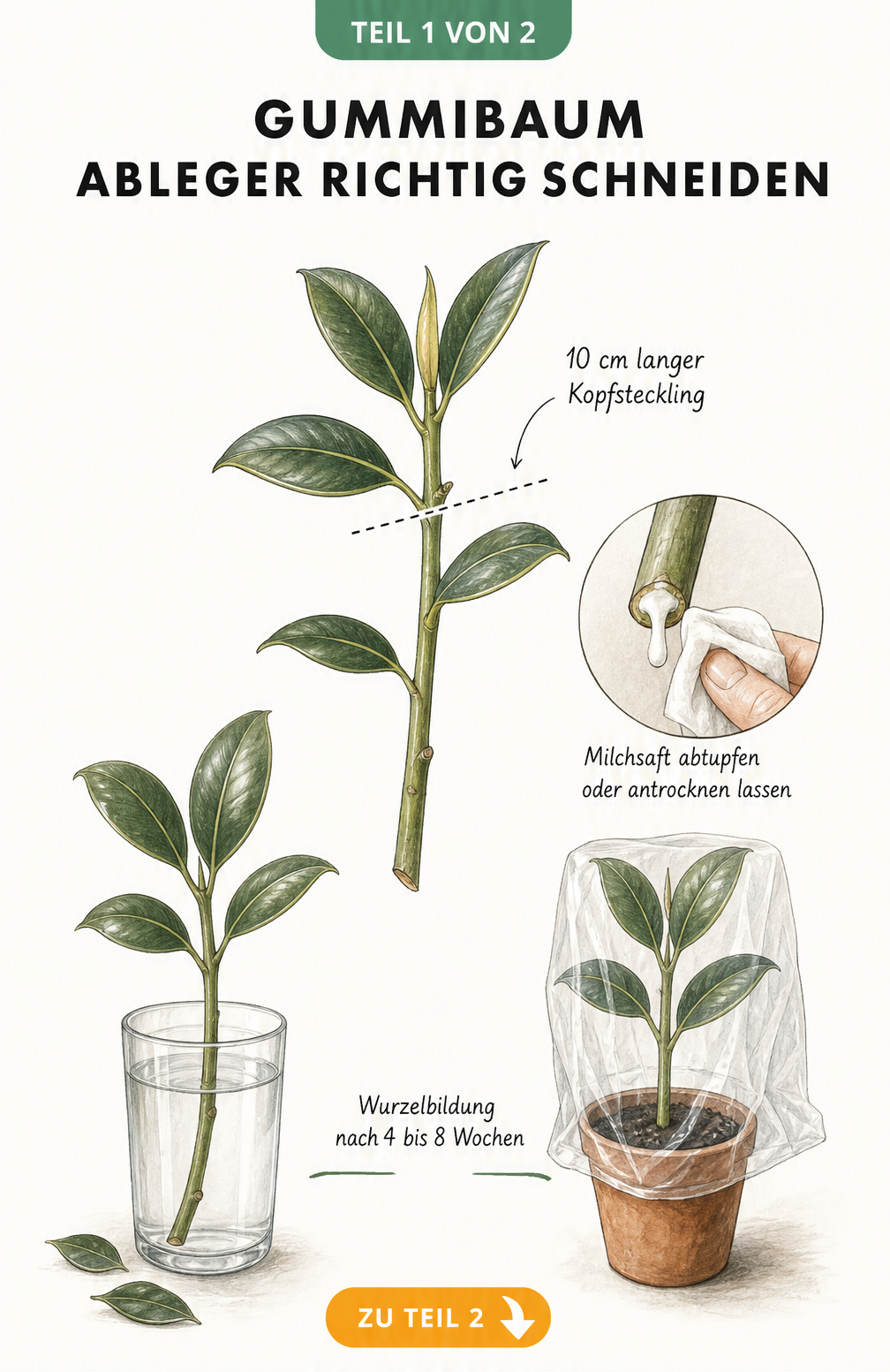 Illustration eines Gummibaum-Kopfstecklings mit Schnittstelle, Milchsaft und zwei Bewurzelungsmethoden in Wasser und Erde