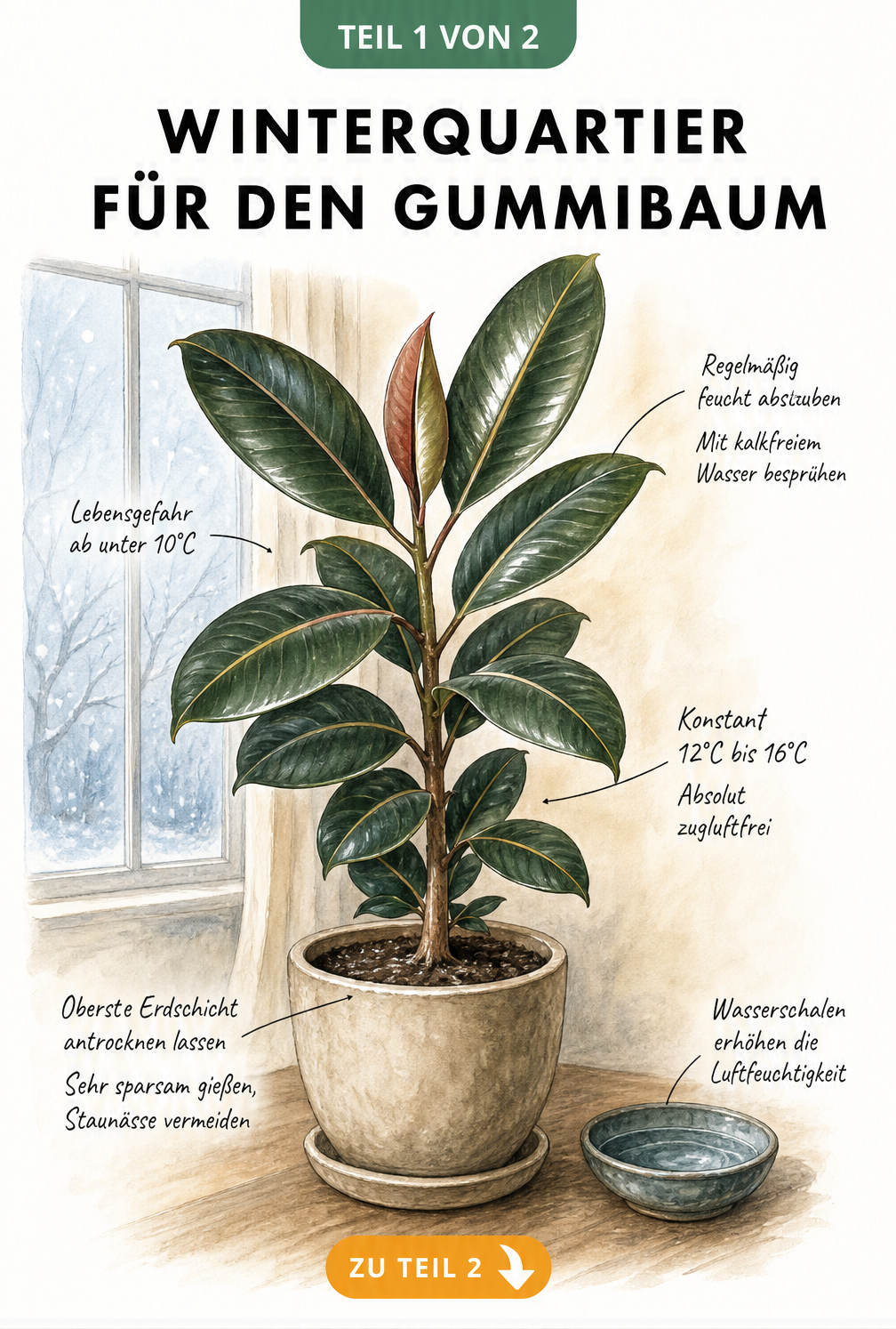 Illustration eines Gummibaums im Winterquartier mit Pflegehinweisen zu Temperatur, Gießen und Luftfeuchtigkeit