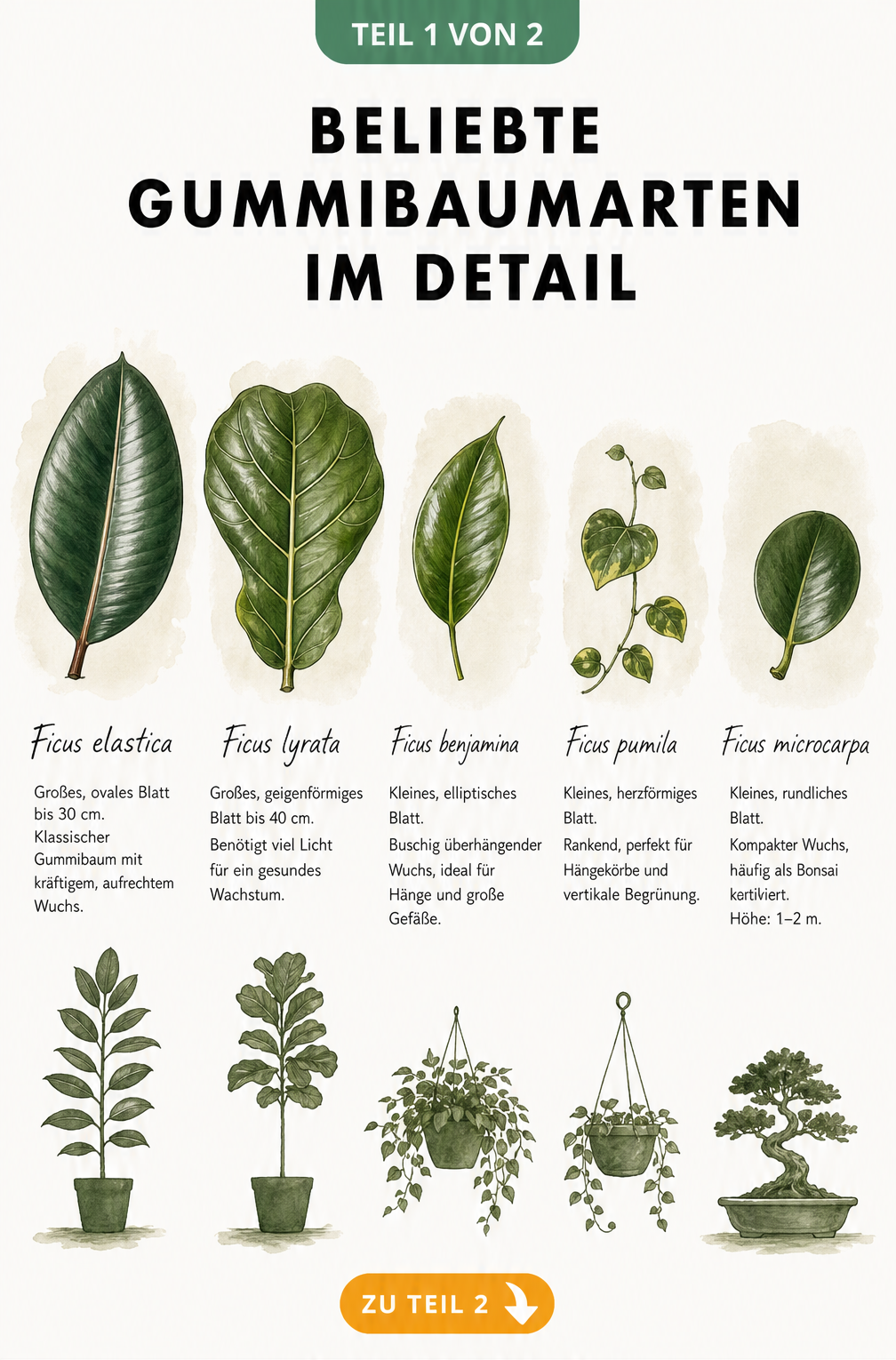 Botanische Illustration von fünf Gummibaumarten mit Blattformen und Wuchssilhouetten