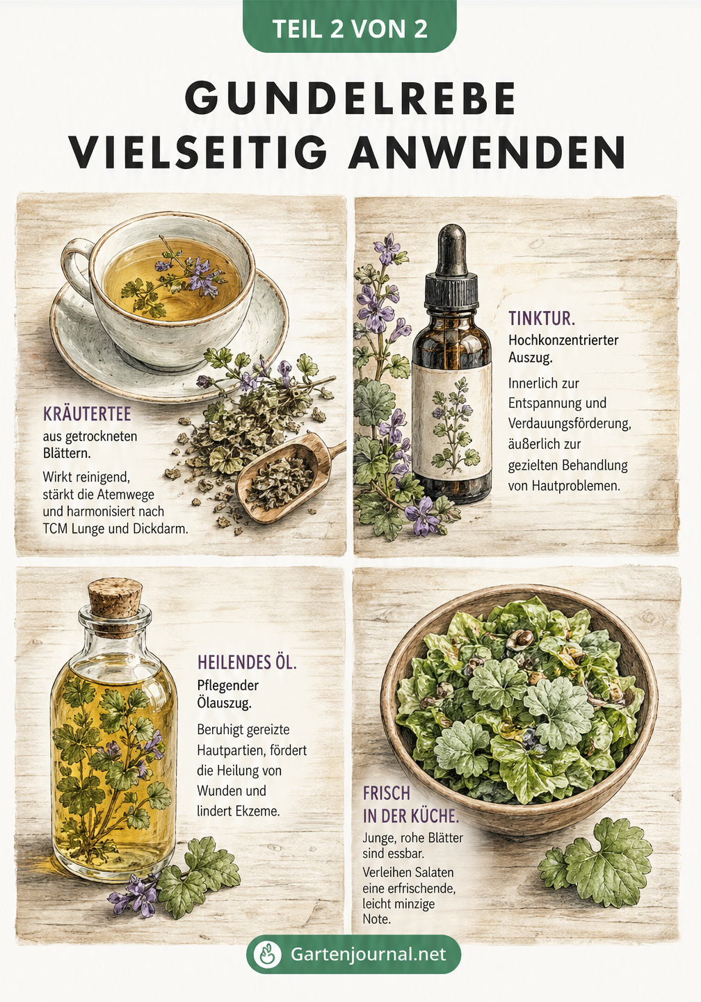 Illustration verschiedener Zubereitungsarten der Gundelrebe: Kräutertee, Tinktur, heilendes Öl und frische Blätter im Salat.