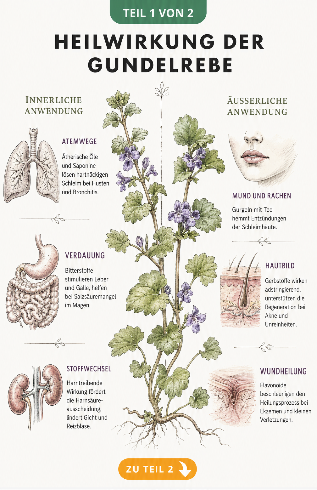 Botanische Illustration der Gundelrebe mit Erklärungen zur innerlichen und äußerlichen Heilwirkung auf Atemwege, Verdauung und Haut.