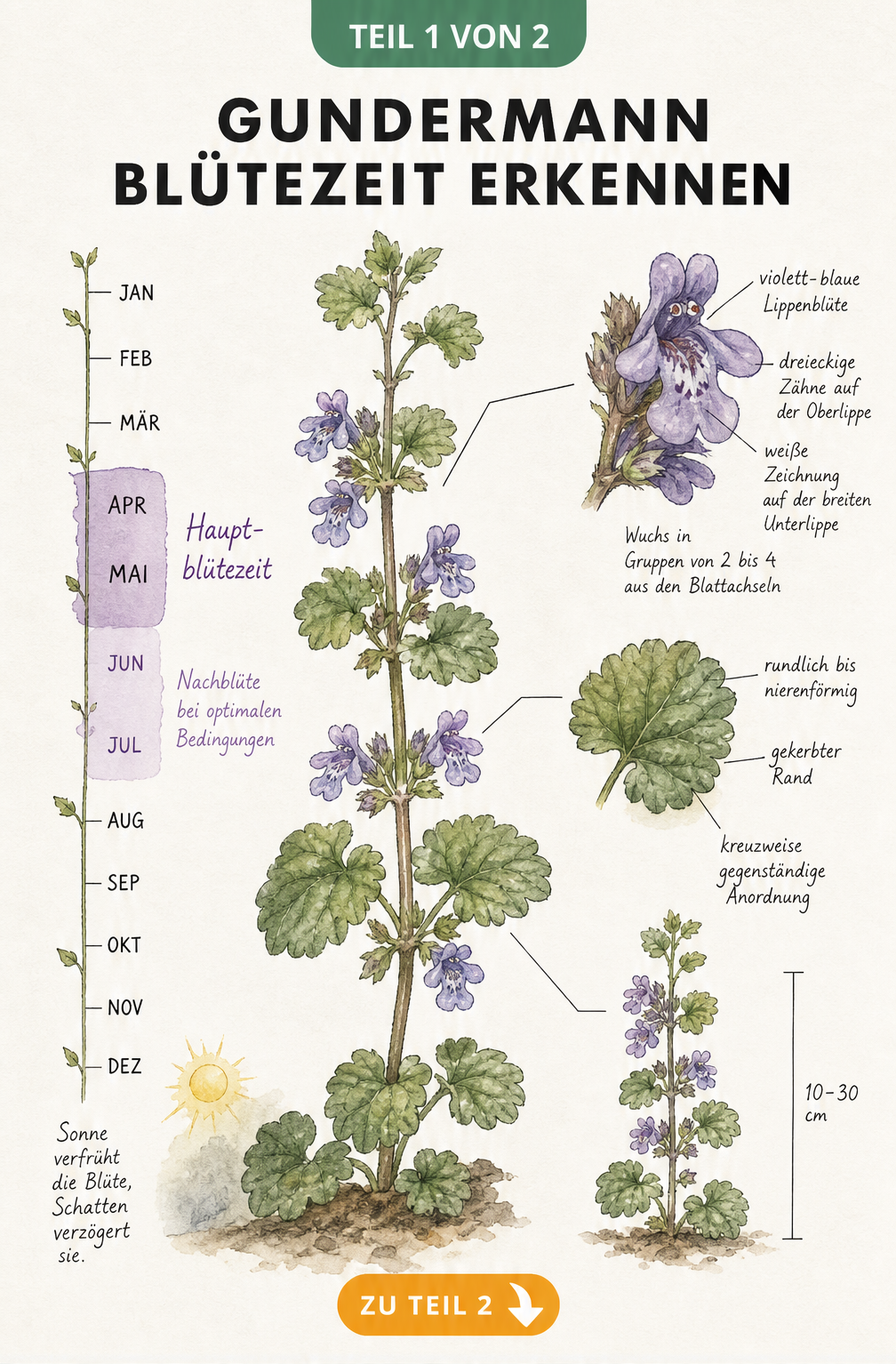 Botanische Illustration des blühenden Gundermanns mit Zeitleiste der Blütezeit von April bis Mai und Detailzeichnungen von Blüte, Blatt und Wuchshöhe.