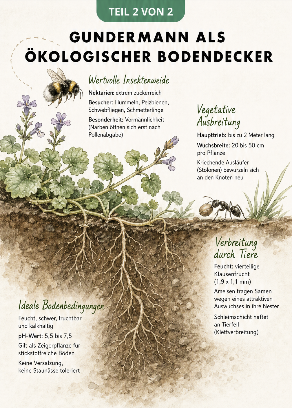 Querschnitt eines Gartenbeets mit Gundermann als Bodendecker, Insekten und Wurzelsystem