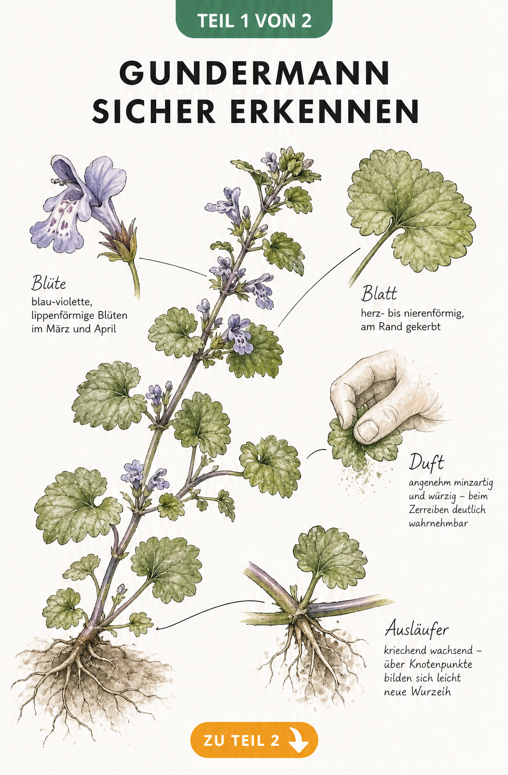Botanische Illustration von Gundermann mit Details zu Blüten, Blättern, Wurzeln und Duft