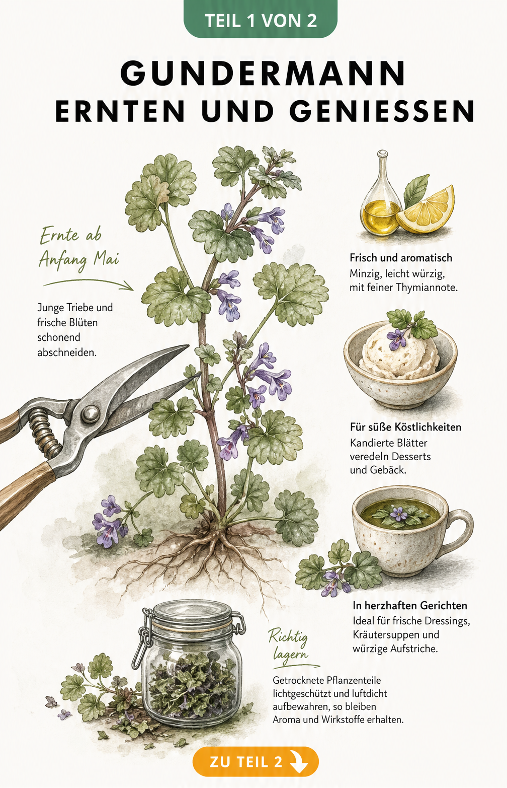 Botanische Illustration von Gundermann mit Erntehinweisen und kulinarischen Verwendungsmöglichkeiten wie Dressing, Dessert und Kräutersuppe.