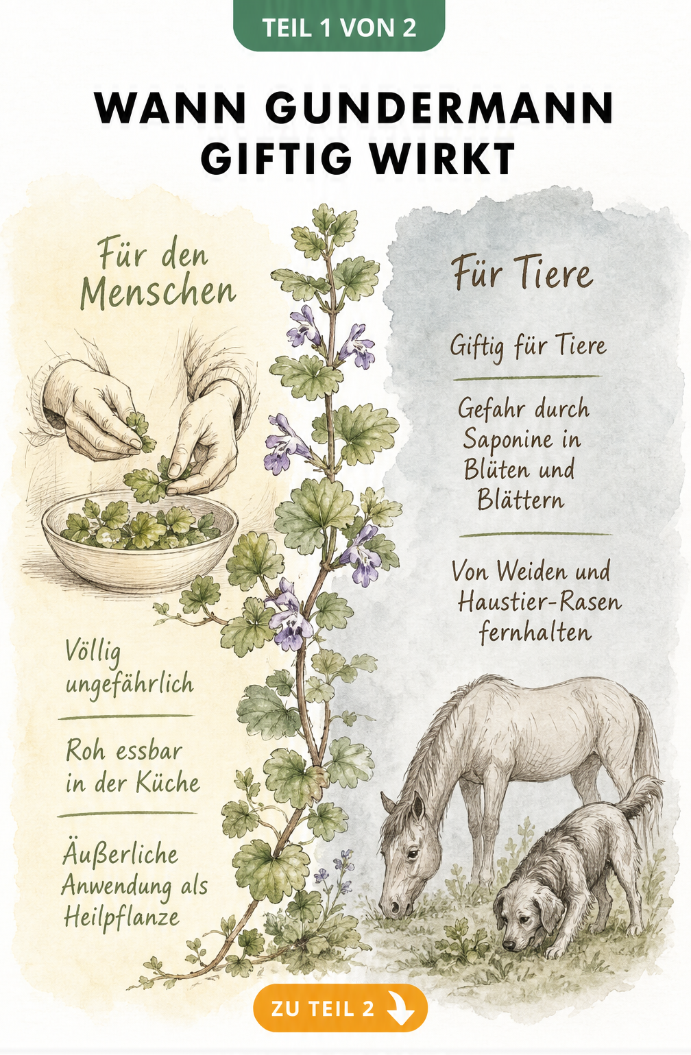 Aquarell-Illustration einer Gundermann-Pflanze, die zeigt, dass sie für Menschen essbar, aber für Tiere wie Pferde und Hunde giftig ist