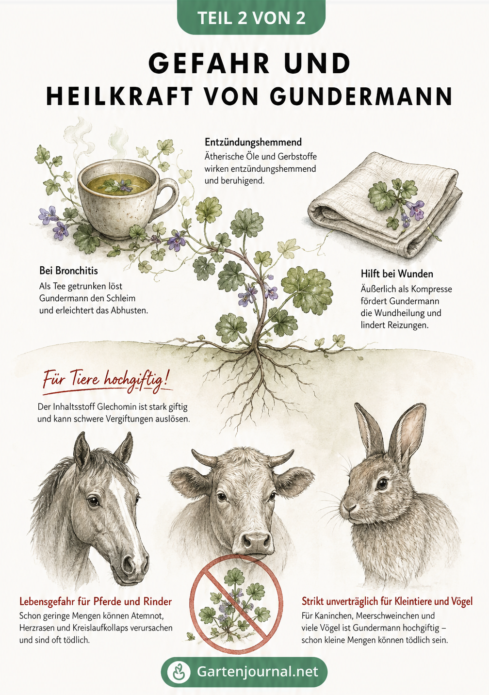 Illustration zur Heilkraft von Gundermann für Menschen und der Giftigkeit für Tiere wie Pferde, Kühe und Kaninchen.