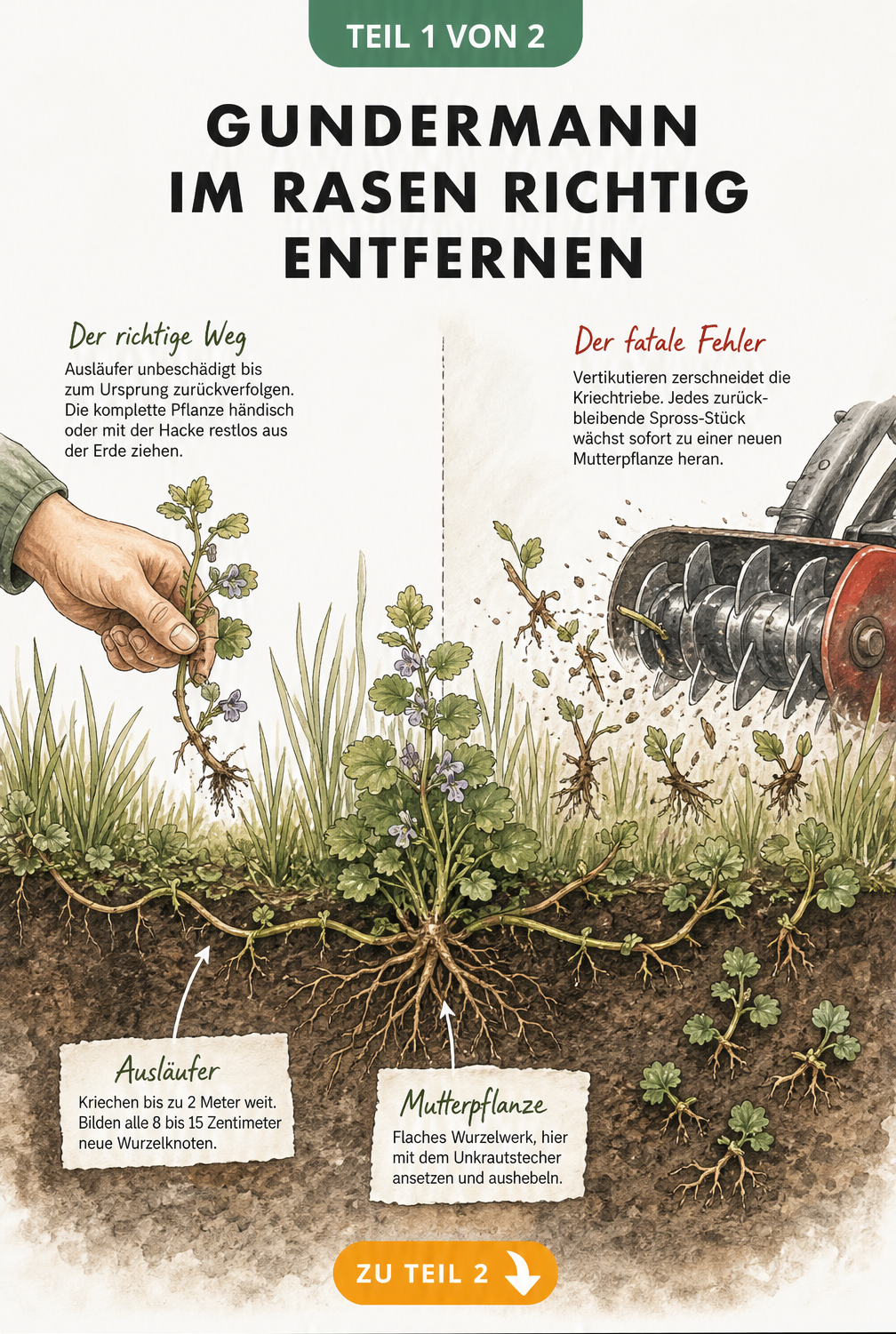 Botanische Querschnitt-Illustration von Gundermann im Rasen, die zeigt, wie man die Mutterpflanze und Ausläufer richtig entfernt und warum Vertikutieren falsch...