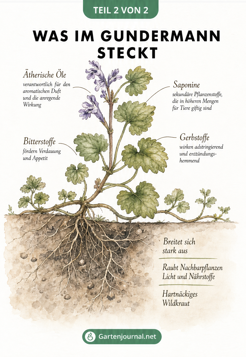Botanische Illustration von Gundermann mit Wurzeln, Blättern und Blüten sowie einer Auflistung der Inhaltsstoffe und des Wuchsverhaltens