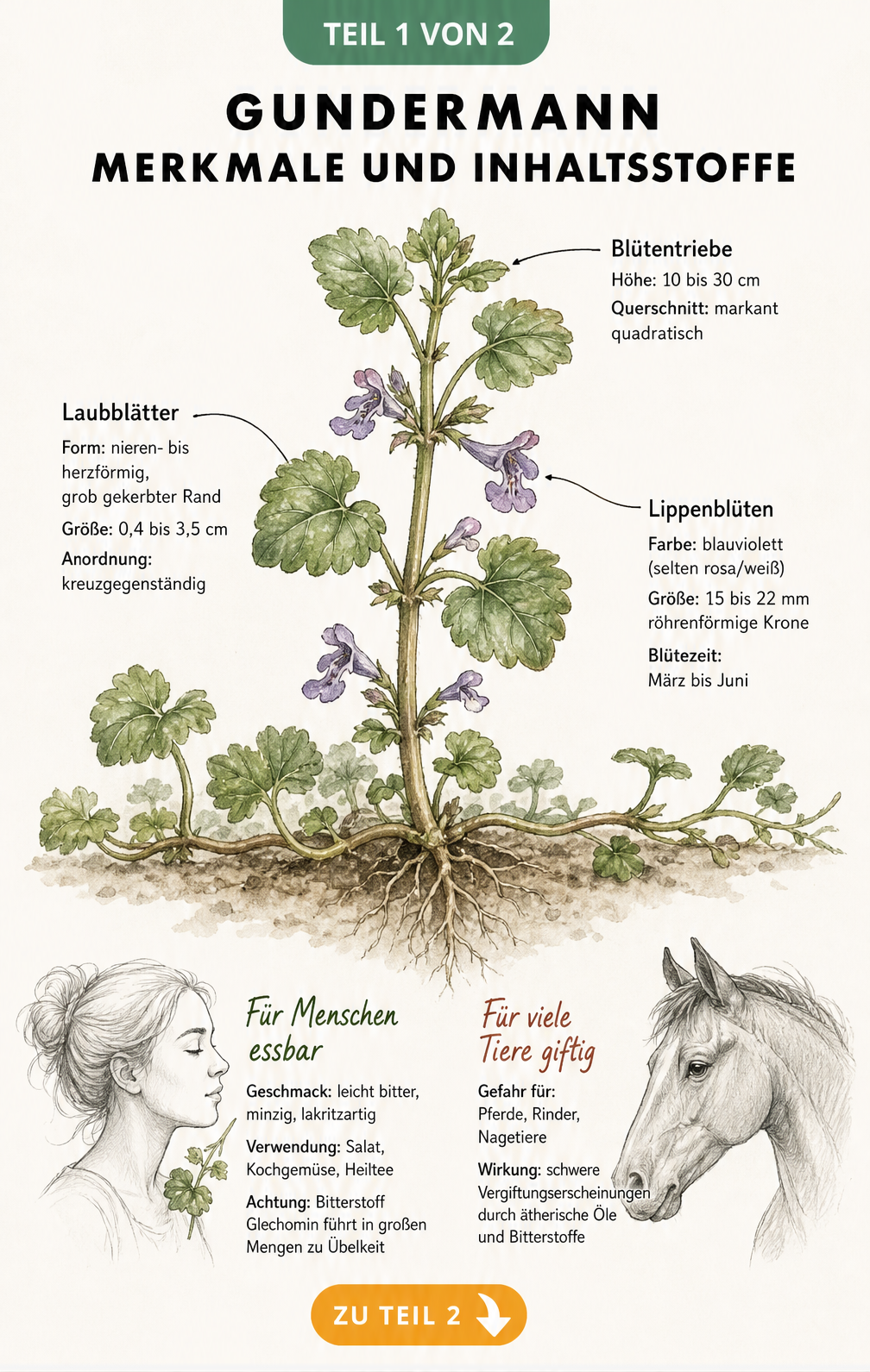 Botanische Illustration des Gundermanns mit Details zu Blüten, Blättern und Inhaltsstoffen