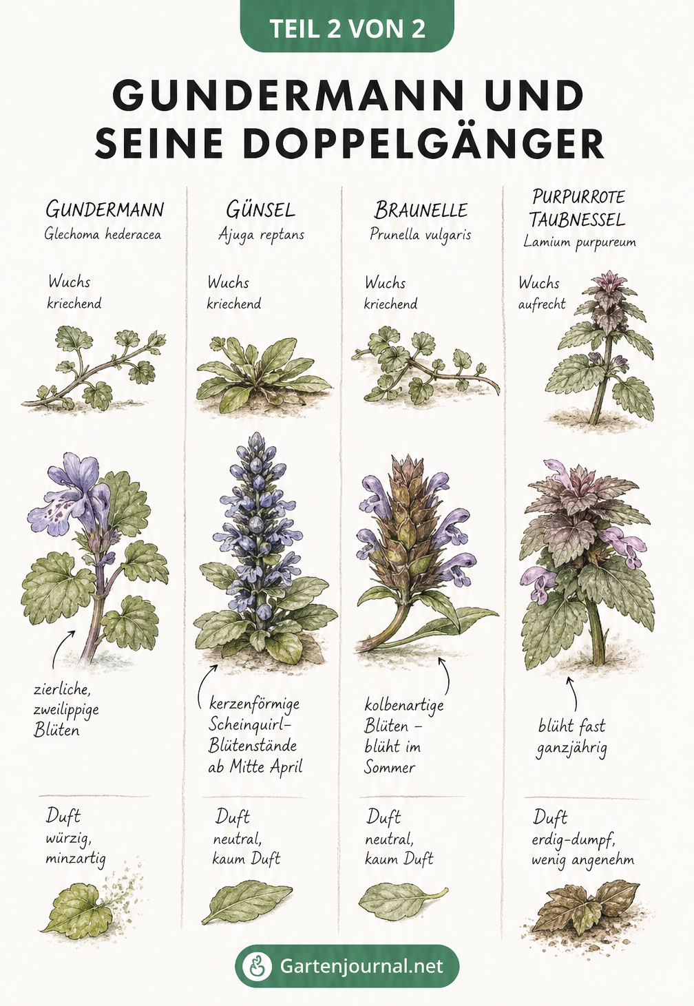 Vergleich von Gundermann, Günsel, Braunelle und Purpurroter Taubnessel mit Wuchsform und Blüten