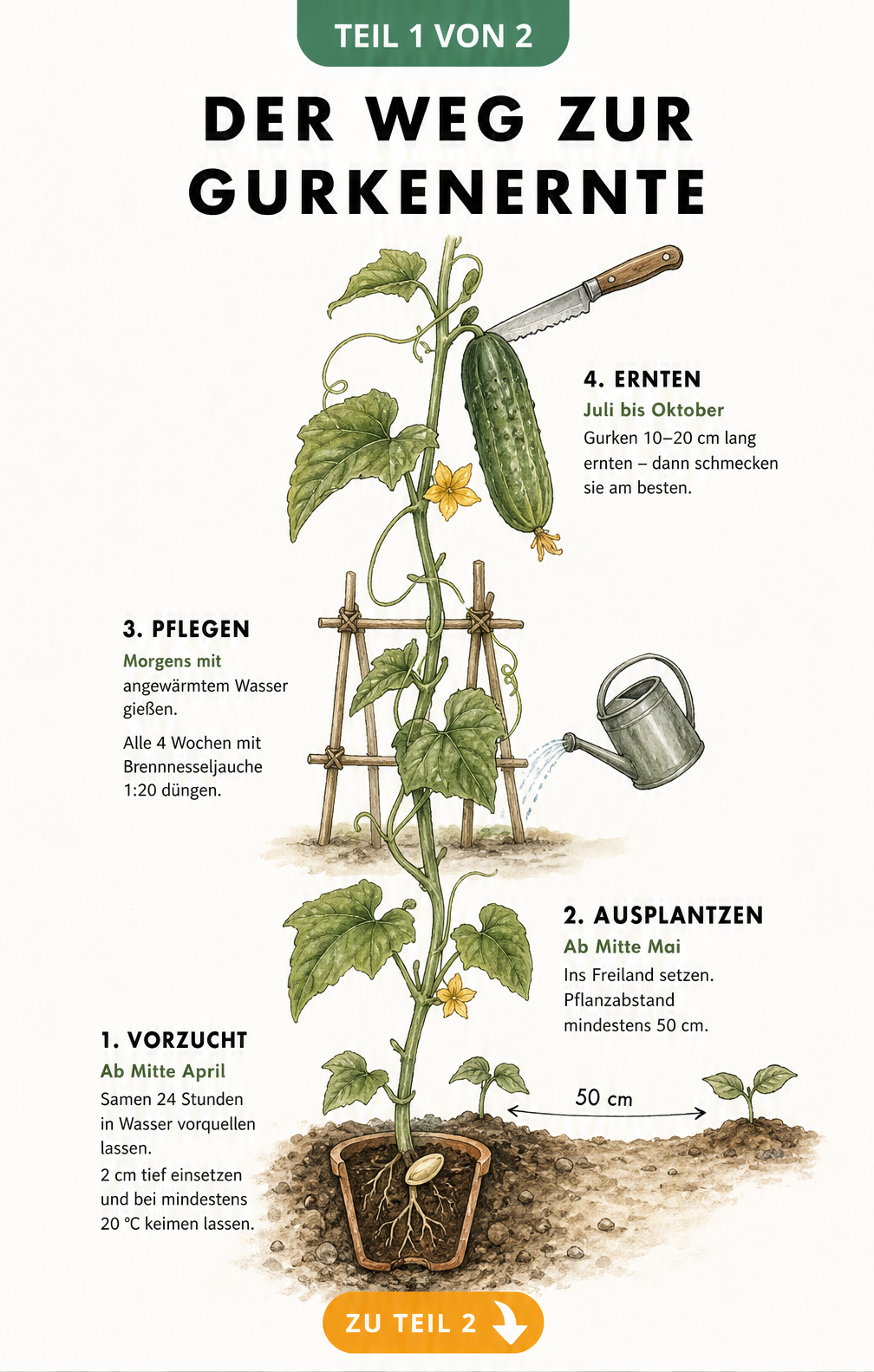 Illustration des Wachstumsverlaufs einer Gurkenpflanze vom Samen im Anzuchttopf bis zur reifen Frucht mit Pflegetipps