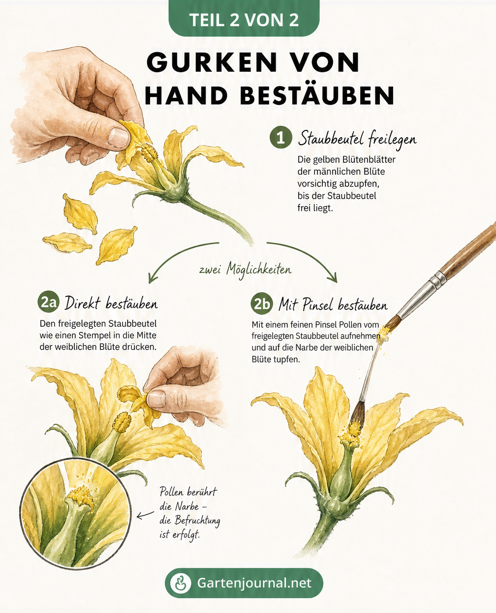 Illustration der Handbestäubung von Gurkenblüten mit direkter Methode und Pinsel-Methode
