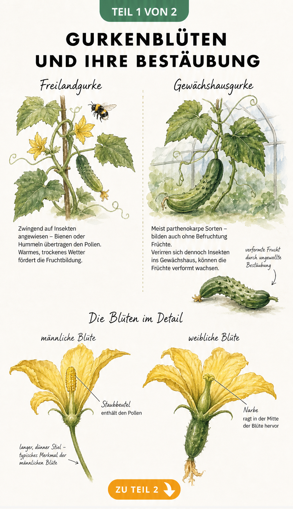 Botanische Illustration von Freiland- und Gewächshausgurken sowie männlichen und weiblichen Gurkenblüten im Querschnitt