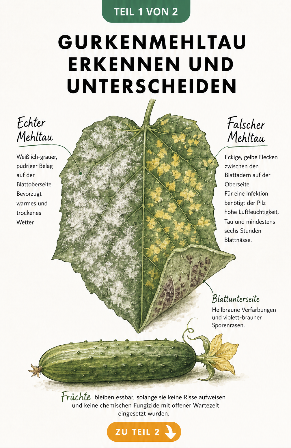 Illustration eines Gurkenblattes, das die Unterschiede zwischen Echtem und Falschem Mehltau zeigt