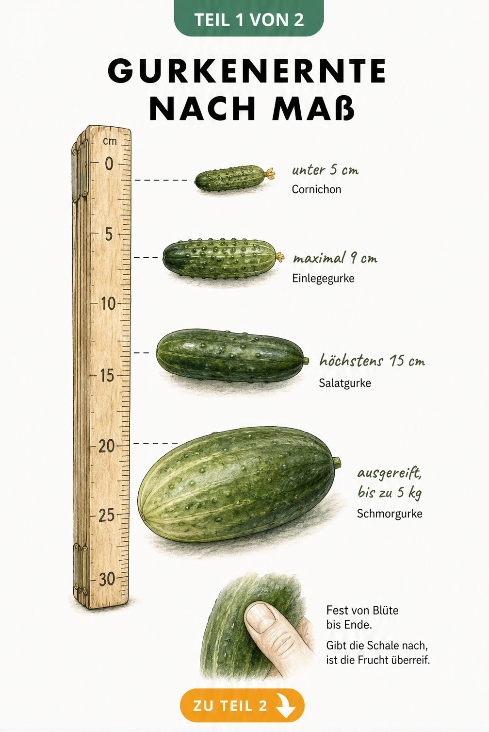 Botanische Illustration eines Zollstocks mit vier Gurkensorten in verschiedenen Größen und Reifegraden