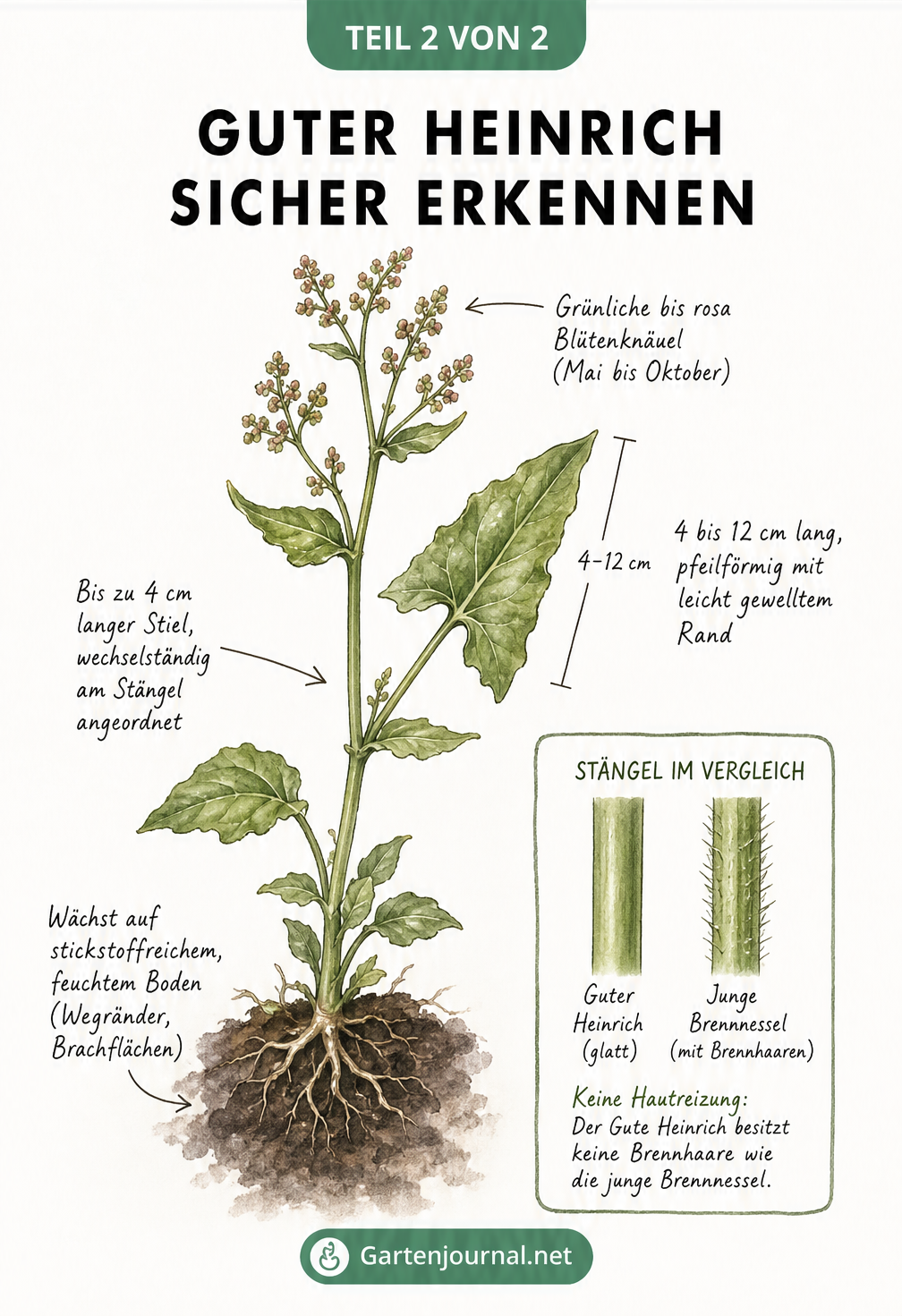 Detaillierte Illustration des Guten Heinrichs mit Merkmalen zu Blättern, Blüten und Standort