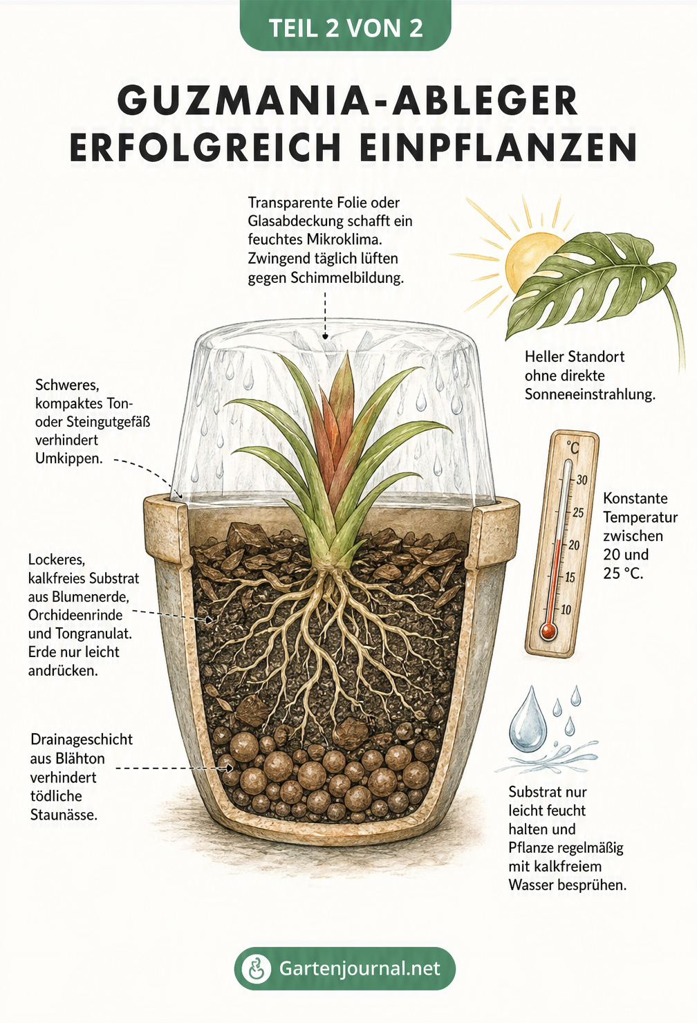 Querschnitt eines Blumentopfs mit einem eingepflanzten Guzmania-Ableger, Drainageschicht und Folienabdeckung.