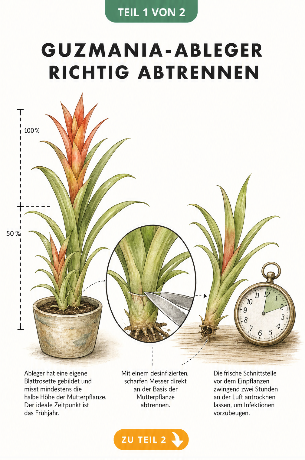 Illustration einer Guzmania-Mutterpflanze mit einem Ableger, der mit einem Messer abgetrennt wird.