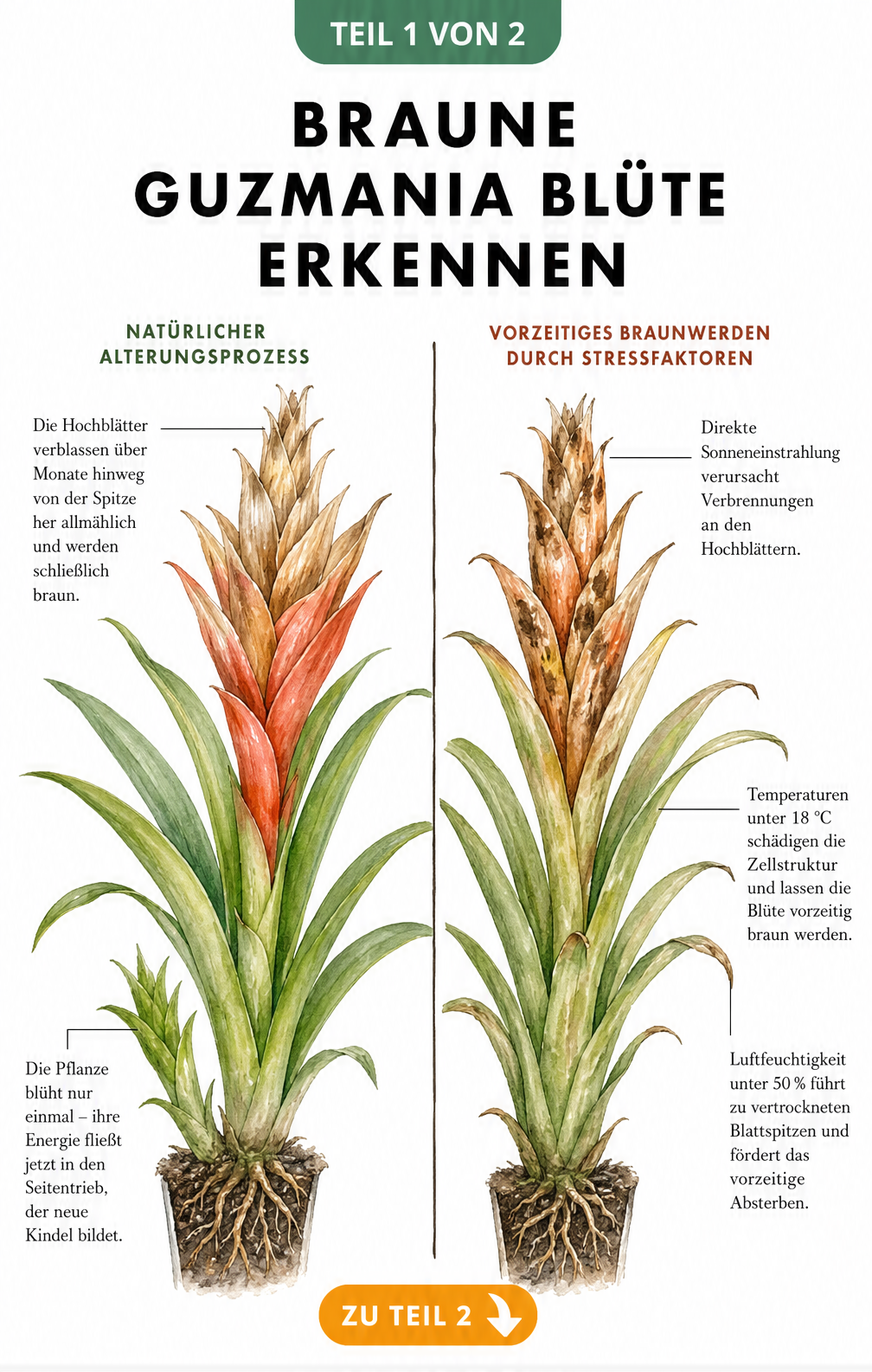 Botanische Illustration einer Guzmania im Querschnitt, die den Unterschied zwischen natürlichem Verblühen und Pflegefehlern zeigt.
